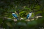 White-collared Kingfisher