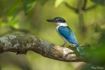 White-collared Kingfisher