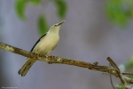 White-headed Starling