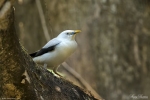 White-headed Starling