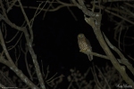 Andaman Hawk Owl