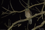 Andaman Hawk Owl