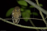 Andaman Scops Owl