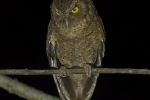 Andaman Scops Owl