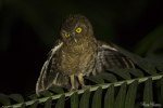 Andaman Scops Owl