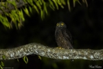 Hume's Hawk Owl