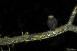 Hume's Hawk Owl