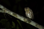 Oriental Scops Owl