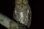 Oriental Scops Owl