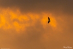 White-bellied Sea Eagle