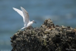 Black-naped Tern