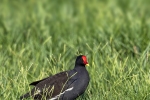 Red-fronted Coot