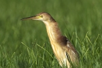 Yellow Bittern