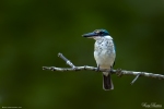 White-collared Kingfisher