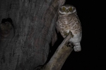 Spotted Owlet