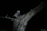 Spotted Owlet