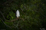 White-bellied Sea Eagle