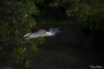 White-bellied Sea Eagle