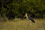 Lesser Adjutant Stork