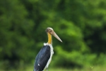 Lesser Adjutant Stork