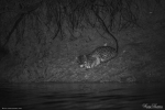 Fishing Cat