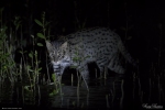 Fishing Cat