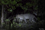 Fishing Cat