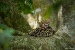 Leopard Cat