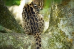 Leopard Cat