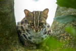 Leopard Cat