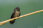 Ashy Wood Swallow