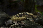 Great-eared Nightjar