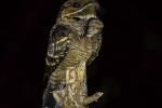 Jerdan's Nightjar