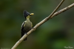 Heart-spotted Woodpecker