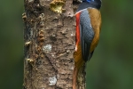 Malabar Trogon