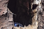 Malabar Trogon