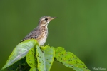 Paddyfield Pipit