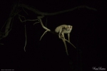 Slender Loris