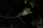 Slender Loris