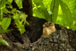 Indian Scopes Owl