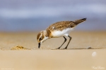 Lesser Sandplover