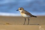 Lesser Sandplover