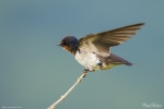 Barn Swallow