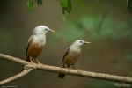 Blyth's Starling