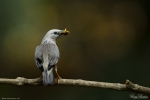 Blyth's Starling