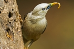 Blyth's Starling