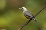 Blyth's Starling