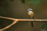 Brown Shrike