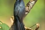 Drongo Cuckoo