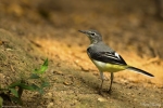 Grey Wagtail